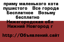 приму маленького кота пушистого - Все города Бесплатное » Возьму бесплатно   . Нижегородская обл.,Нижний Новгород г.